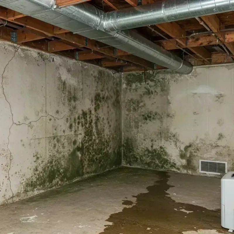 Professional Mold Removal in Douglaston, NY